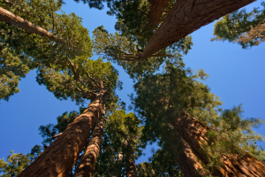 sequoia0320