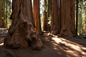 sequoia0358