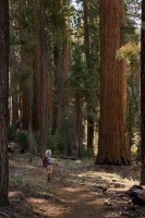 sequoia0486