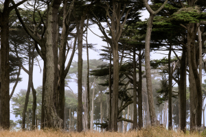 sfrancisco0006a
