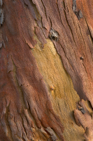 treebark0014