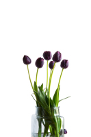 tulips0041