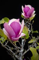 tuliptree0012D