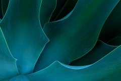 agave