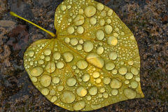 fall_foliage0003A