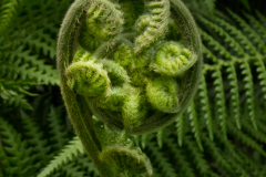 fiddlehead0012