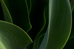 flora0046