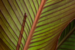 nature_canna0010