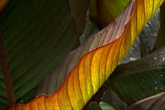 nature_canna0026a