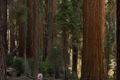 sequoia0486
