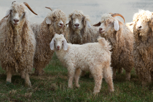 goats0337 goats0337