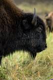 bison-tallgrass-prairie-0043