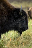 bison-tallgrass-prairie-0043
