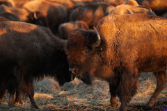 bison-tallgrass035B