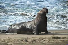 elephantseals017