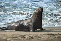 elephantseals017