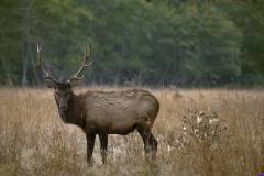 elkprairiesp0082