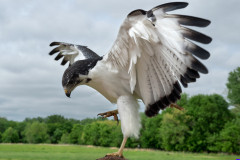 hawk102b
