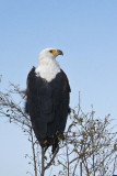 masaimara0059a