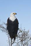 masaimara0059a