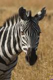 masaimara0071