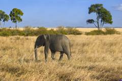 masaimara0072a