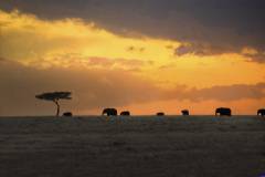 masaimara0082a