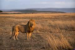 masaimara0137