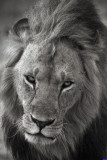 masaimara0160CBW