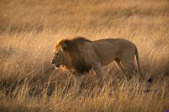 masaimara0199