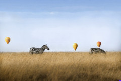 masaimara0203t