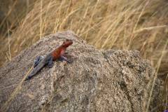masaimara0287