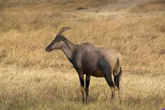 masaimara0306