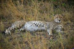 masaimara0396
