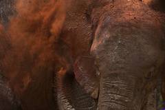 nairobi-np-elephant0138a