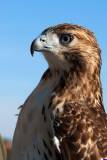 redtailhawk123
