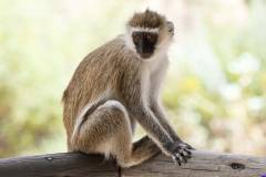 samburu0003