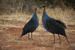 samburu0417