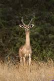 samburu0621a