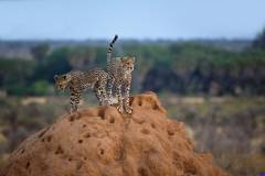 samburu0777