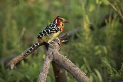 samburu0949