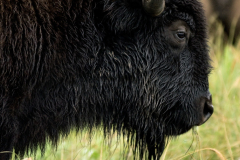 bison-tallgrass-prairie-0043