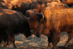 bison-tallgrass035B