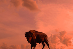 bison.silhouette0005b