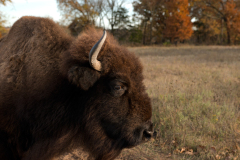 bison0026