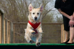 dockdivedogs0008