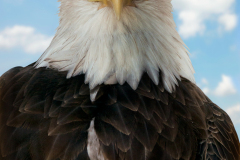 eagles110a