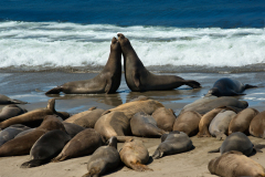 elephntseals0055