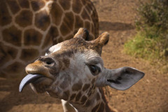 giraffe-manor0016