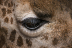 giraffe-manor0022